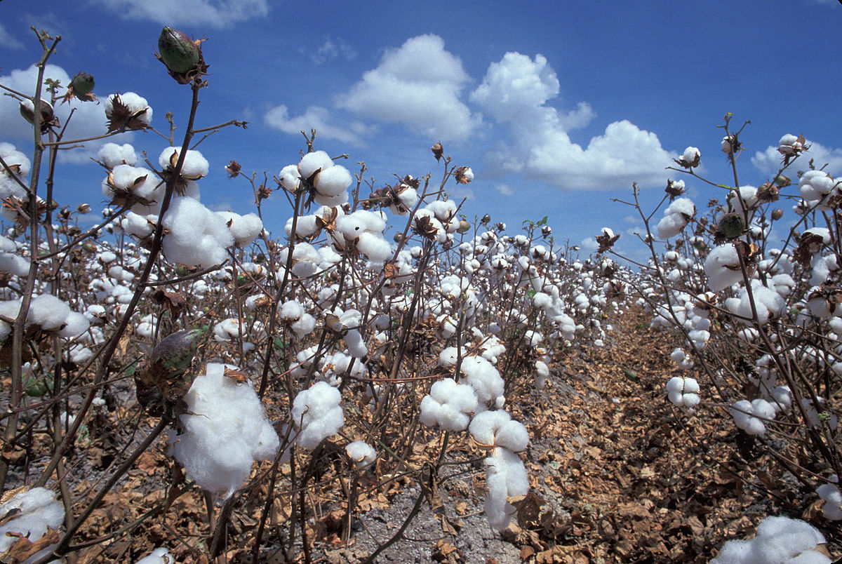 coton